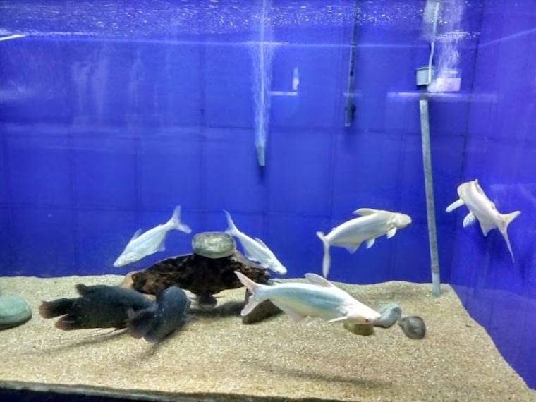 Matsyadarshini Aquarium_3